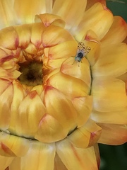 Austrotephritis pelia