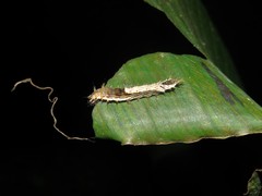 Drapetodes mitaria