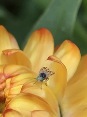 Austrotephritis pelia