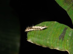 Drapetodes mitaria