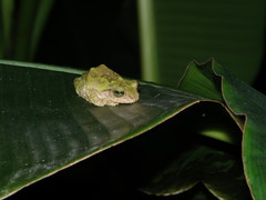 Kurixalus berylliniris