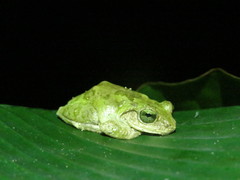 Kurixalus berylliniris