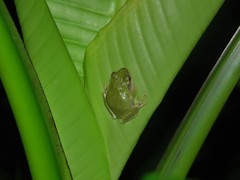 Kurixalus berylliniris