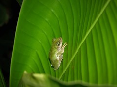 Kurixalus berylliniris