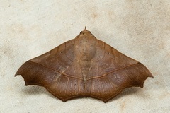 Chilkasa falcata
