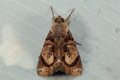 Ercheia cyllaria