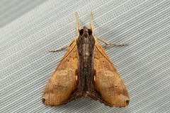Ercheia multilinea