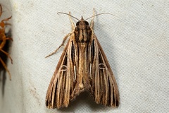 Ercheia multilinea