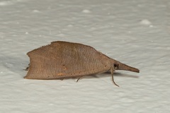 Corcobara angulipennis