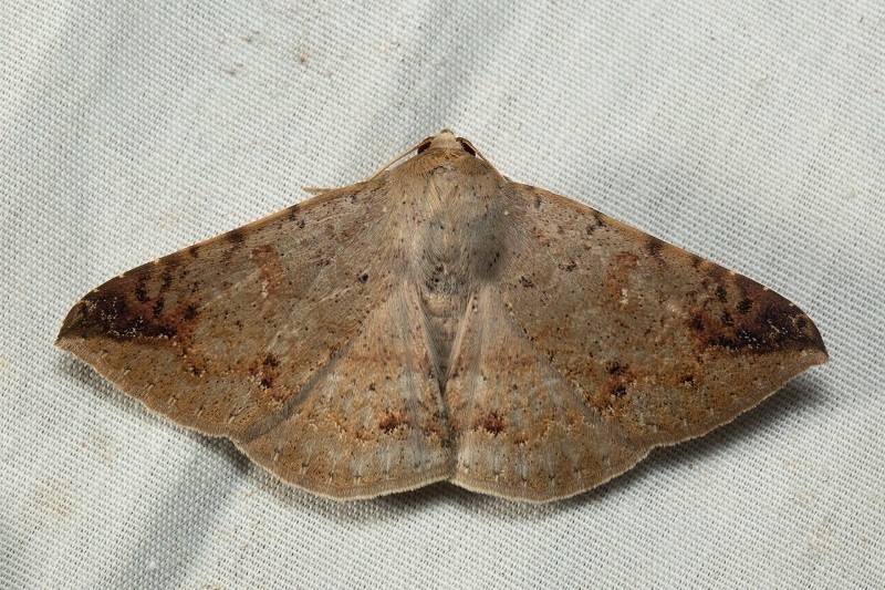 Ericeia korintjiensis