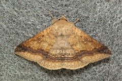 Ericeia rectifascia