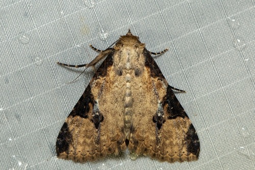 Felinia antecedens