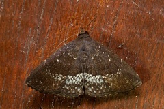 Adrapsa geometroides