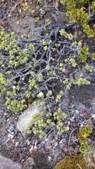 Pimelea microphylla