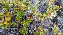 Gaultheria colensoi