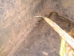 Afrotyphlops mucruso