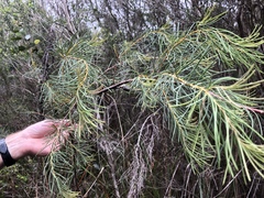 Hakea nodosa