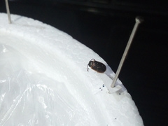 Coleoptera