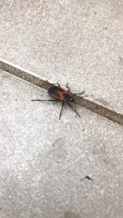 Dindymus circumcinctus