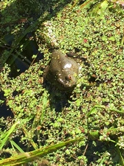 Lithobates heckscheri
