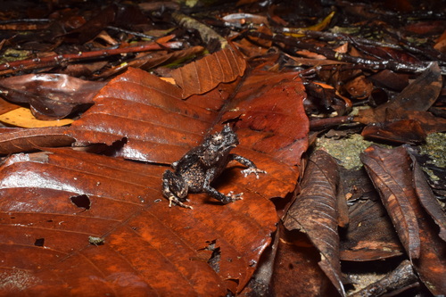 Asterophrys turpicola, 2025-09-06