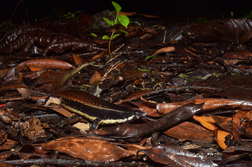 Sphenomorphus muelleri observed 2025-09-06