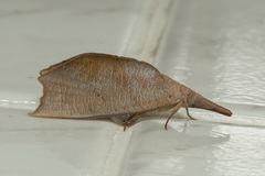 Corcobara angulipennis