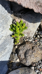 Veronica hookeriana