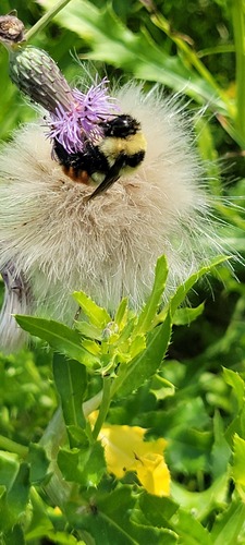 Red-belted Bumble Bee