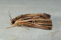 Ercheia multilinea