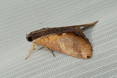 Ercheia multilinea