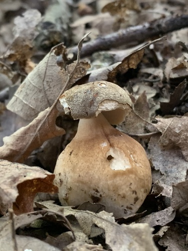 Dark porcino (Boletus aereus)
