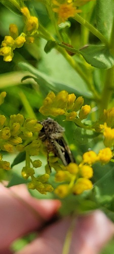 Dingy Cutworm Moth