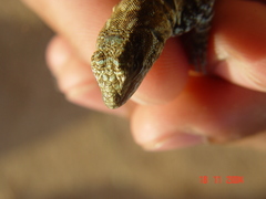 Urosaurus auriculatus