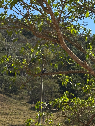 Fork-tailed Flycatcher