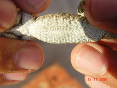 Urosaurus auriculatus