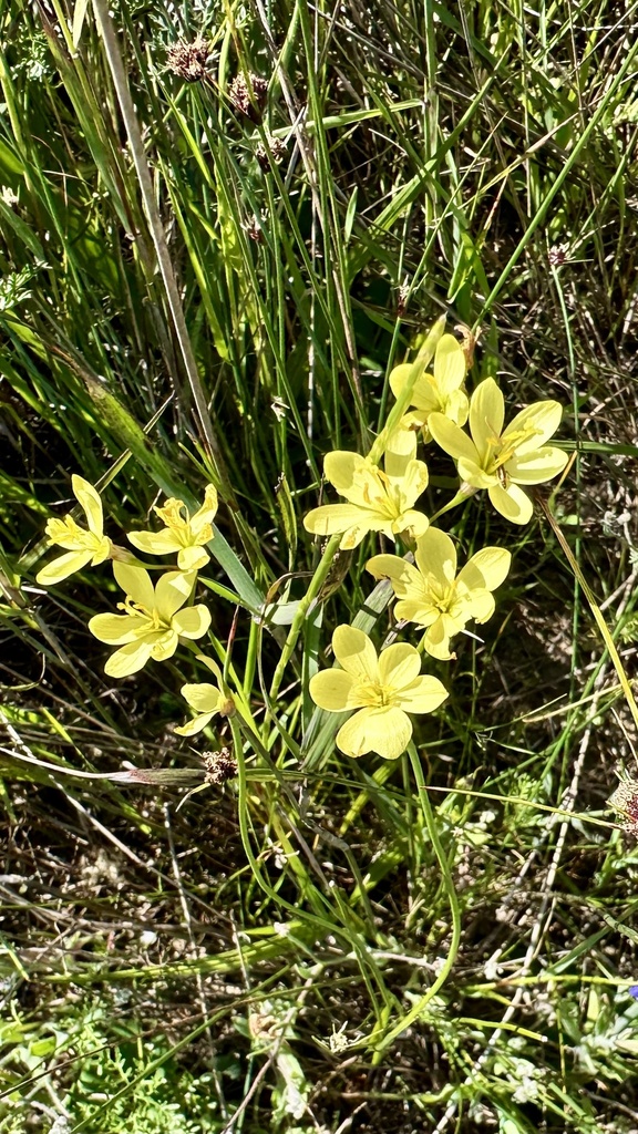 Geissorhiza juncea, Swartland, Western Cape, ZA