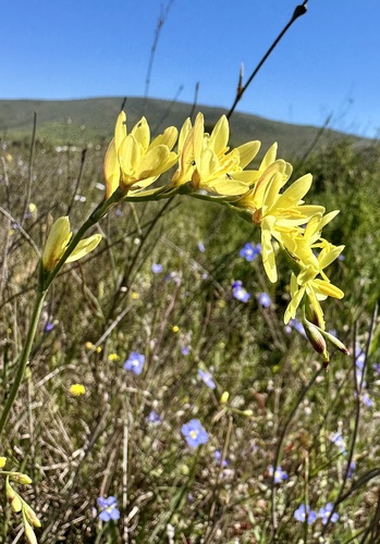 Geissorhiza juncea