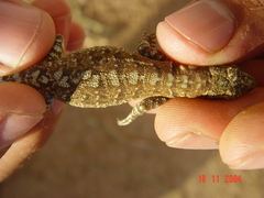 Urosaurus auriculatus