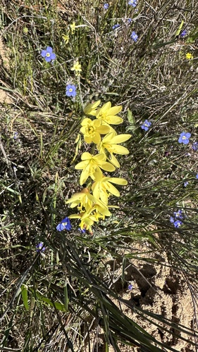 Geissorhiza juncea