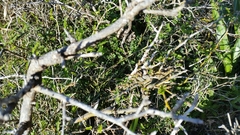 Sophora molloyi