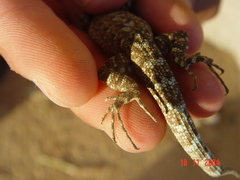 Urosaurus auriculatus