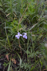 Viola pumila