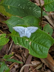 Leucodrepana serratilinea