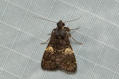 Hydrillodes erythusalis