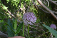 Allium chychkanense