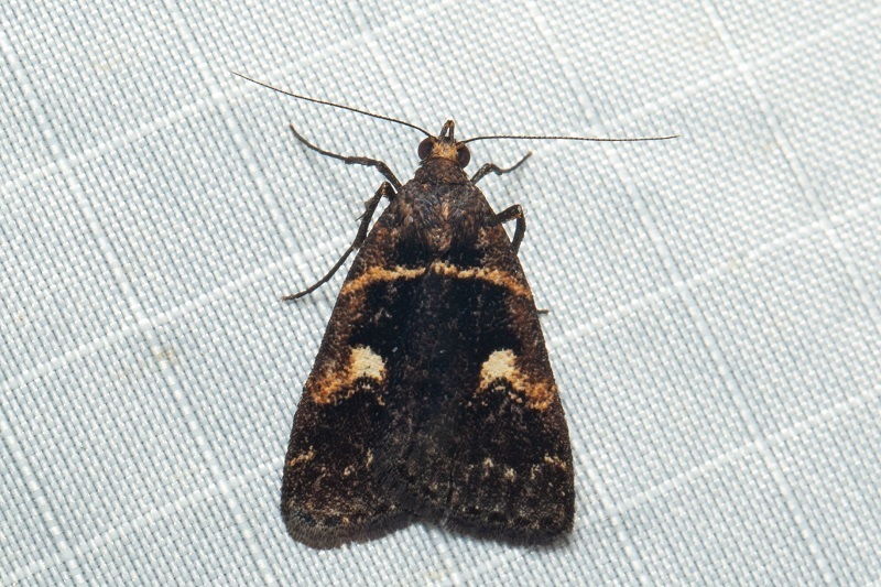 Hydrillodes murudensis