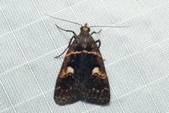 Hydrillodes murudensis