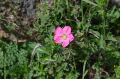 Rosa maracandica