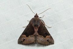 Hypena cyanea